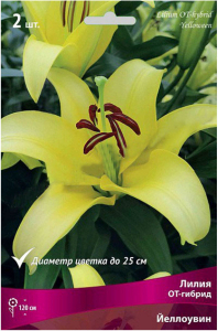 Луковицы лилии ПОИСК Йеллоувин 2 шт