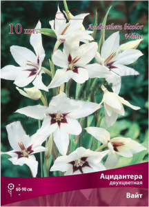 Луковицы ацидантеры ПОИСК Вайт 10 шт