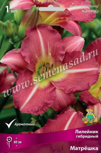 Корневище Лилейника ПОИСК Матрешка