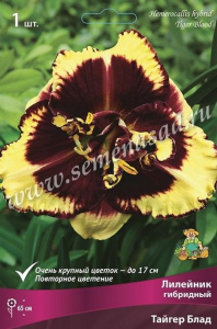 Корневище Лилейника ПОИСК Тайгер блад