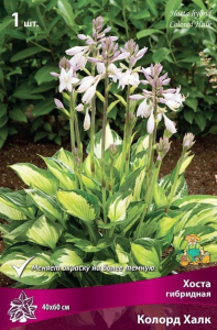 Корневище Хосты ПОИСК Колорд Халк