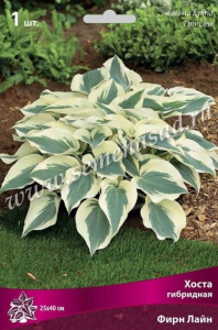 Корневище Хосты ПОИСК Фирн лайн