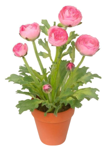 Искусственный цветок лютик 35 см розовый в горшке
