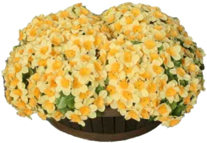 Искусственный цветок нарцисс 18 см желтый в корзине