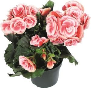 Растение  Бегония Элатиор D15 H35