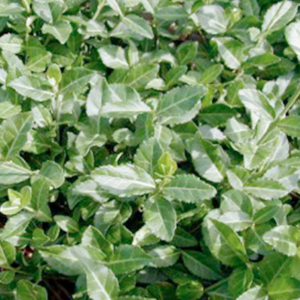 Саженец Бересклет Форчуна Эмералд Голд С1,5 Н20