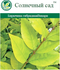 Растение Бирючина С2 Н30 в ассортименте