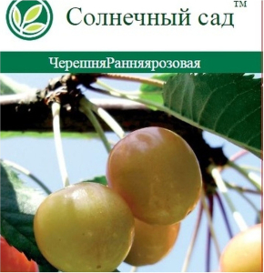 Растение Черешня Ранняя розовая С7 Н160