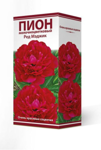 Растение Пион травянистый Ред Мэджик в коробке C1 H16