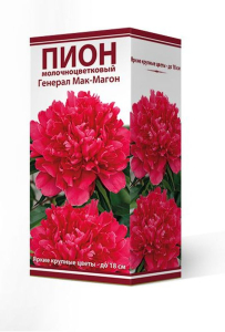 Растение Пион травянистый Генерал Мак Магон в коробке C1 H16