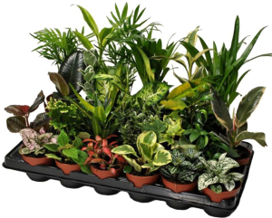 Растение плант-микс микс P8