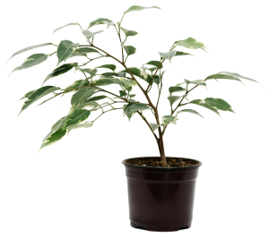 Растение фикус голден кинг микс D12