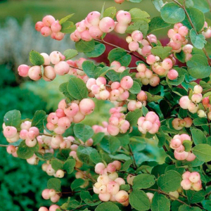 Саженец Снежноягодник Мазе оф Перл C3