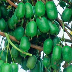 Саженец Актинидия С5 H30-40 в ассортименте