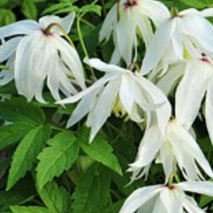 Саженец Клематис ПОИСК С1,5 H30 в ассортименте