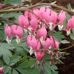 Саженец Дицентра V1.5 H10