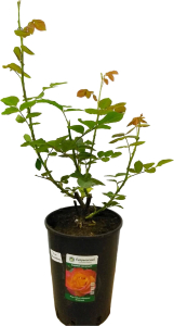 Саженец Роза Meilland Флорибунда С7 Н80 