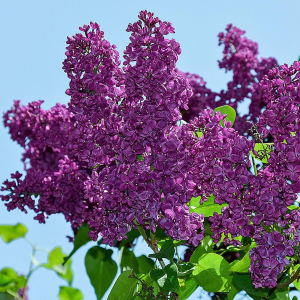 Саженец Сирень Красная Москва С2 Н30