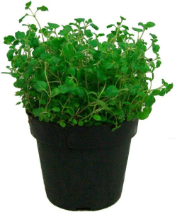 Растение Душица обыкновенная C1,5 H30 в ассортименте