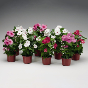 Саженец Барвинок С1,5 H10 в ассортименте