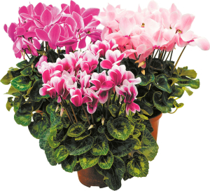 Растение  Цикламен  D 11 H 20