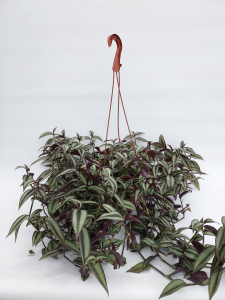 Растение Традесканция 50 см