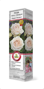 Растение роза чайно-гибридная Мадам Энизетт C1 H37 см