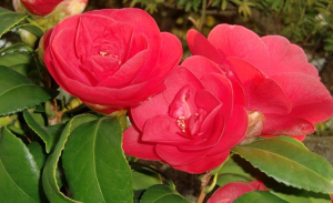 Растение камелия Мэри Виллимсен C1 H37 см