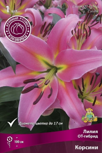 Луковицы Лилии Корсини 1 шт