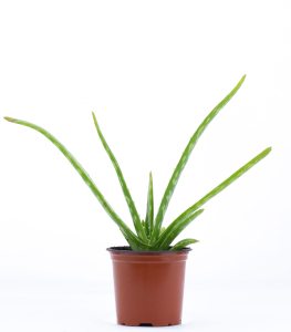 Растение Алое вера D12Н25