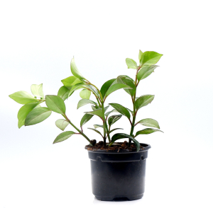 Растение Нематантус D16 Н25