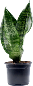 Растение Сансевиерия D7 Н15