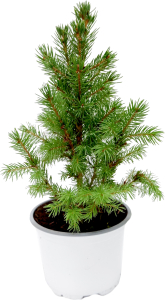 Растение Ель коника D14 H25