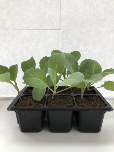 Рассада Капуста брюссельская геркулес 6 шт/уп H15