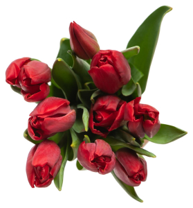 Букет из 9 тюльпанов 38 см в ассортименте