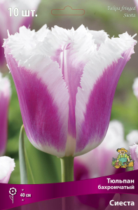 Тюльпан БАХРОМЧАТЫЙ СИЕСТА 10 шт