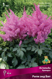 Астильба АРЕНДСА РИТМ ЭНД БИТ 1 шт