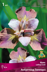 Ирис СИБИРСКИЙ АНБАТТОНД ЗИППЕРЗ 1 шт