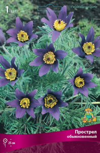 Прострел ОБЫКНОВЕННЫЙ 1 шт