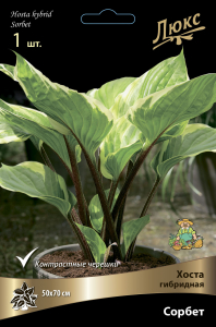 Хоста ГИБРИДНАЯ СОРБЕТ 1 шт