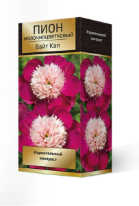 Пион МОЛОЧНОЦВЕТКОВЫЙ ВАЙТ КЭП 1 шт