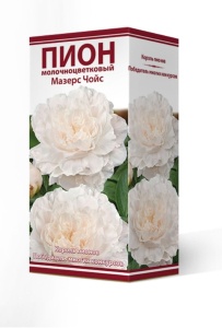 Пион МОЛОЧНОЦВЕТКОВЫЙ МАЗЕРС ЧОЙС 1 шт