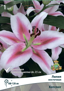 Лилия ВОСТОЧНАЯ ХОТСПОТ 1 шт