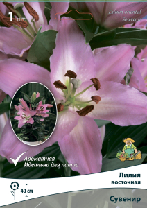 Лилия ВОСТОЧНАЯ СУВЕНИР 1 шт