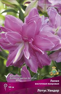Лилия ВОСТОЧНАЯ МАХРОВАЯ ЛОТУС УАНДЕР 1 шт