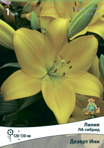 Лилия ЛА-ГИБРИД ДЕЗЕРТ ИНН 1 шт