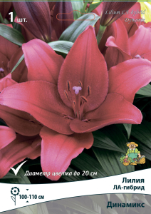Лилия ЛА-ГИБРИД ДИНАМИКС 1 шт