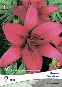 Лилия ЛА-ГИБРИД САЛПАЙС 1 шт