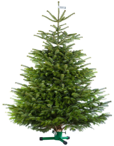 Пихта Нордмана Премиум 125-150 см