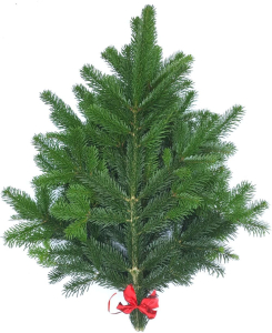 Букет из Пихты Нордмана c красной лентой 60-80 см